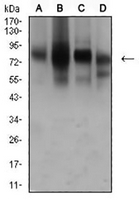 1 - Anti-CD44 Antibody AP95742