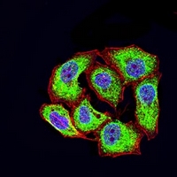 3 - Anti-CD46 Antibody AP95743