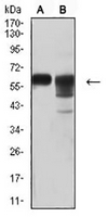 1 - Anti-CD46 Antibody AP95743