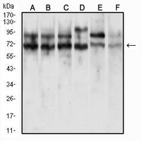 1 - Anti-CD47 Antibody AP95744