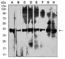 1 - Anti-CD53 Antibody AP95746