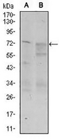1 - Anti-CD55 Antibody AP95747