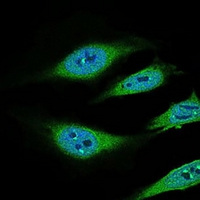 3 - Anti-CD68 Antibody AP95748