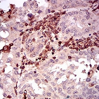 19 - Anti-CD68 Antibody AP95748