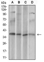1 - Anti-CD68 Antibody AP95748
