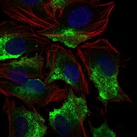 3 - Anti-CD74 Antibody AP95749