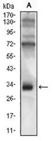1 - Anti-CD74 Antibody AP95749