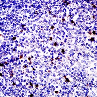 19 - Anti-CD81 Antibody AP95750