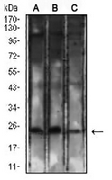 1 - Anti-CD8a Antibody AP95751