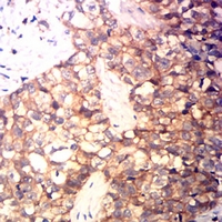 19 - Anti-CD99 Antibody AP95753