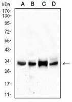 1 - Anti-CD99 Antibody AP95753
