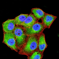 3 - Anti-CD99 Antibody AP95754
