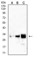 1 - Anti-CD99 Antibody AP95754