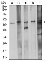 1 - Anti-CDC37 Antibody AP95755