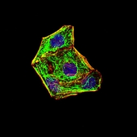 3 - Anti-E Cadherin Antibody AP95756