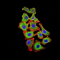 3 - Anti-OB Cadherin Antibody AP95757