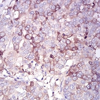 19 - Anti-OB Cadherin Antibody AP95757