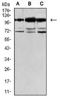1 - Anti-OB Cadherin Antibody AP95757