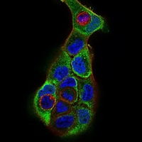3 - Anti-KSP Cadherin Antibody AP95758