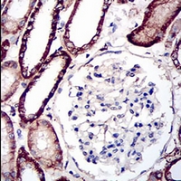 19 - Anti-KSP Cadherin Antibody AP95758