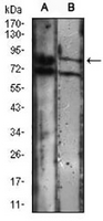 1 - Anti-KSP Cadherin Antibody AP95758
