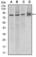 1 - Anti-CD144 Antibody AP95759