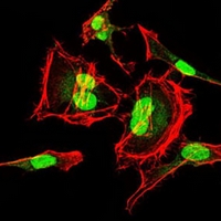 3 - Anti-CDK2 Antibody AP95760