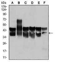 1 - Anti-CDK2 Antibody AP95760