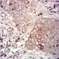 19 - Anti-CD66a Antibody AP95764