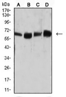 1 - Anti-CD66a Antibody AP95764