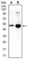 1 - Anti-CD66d Antibody AP95765