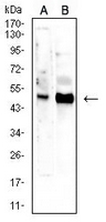 1 - Anti-CD66d Antibody AP95766