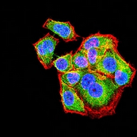 3 - Anti-CD66c Antibody AP95767