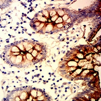 19 - Anti-CD66c Antibody AP95767