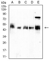 1 - Anti-CD66c Antibody AP95767