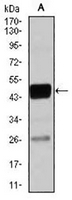 1 - Anti-C/EBP alpha Antibody AP95768
