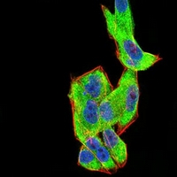 3 - Anti-FHR-5 Antibody AP95769