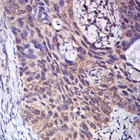 19 - Anti-FHR-5 Antibody AP95769
