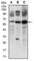 1 - Anti-c-FLIP Antibody AP95770