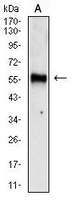 1 - Anti-Chromogranin A Antibody AP95772