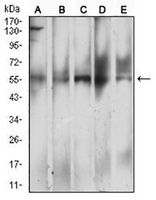 1 - Anti-CD299 Antibody AP95778