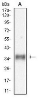 1 - Anti-MDL-1 Antibody AP95779
