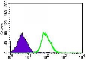 4 - Anti-CLGN Antibody AP95780