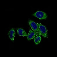 3 - Anti-CLGN Antibody AP95780
