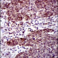 19 - Anti-CLGN Antibody AP95780
