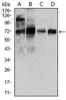 1 - Anti-CLGN Antibody AP95780