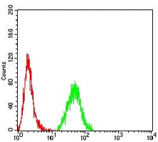 4 - Anti-CNN3 Antibody AP95781