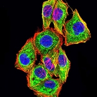 3 - Anti-CNN3 Antibody AP95781
