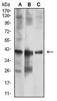 1 - Anti-CNN3 Antibody AP95781