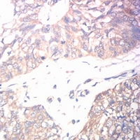 19 - Anti-CD131 Antibody AP95784